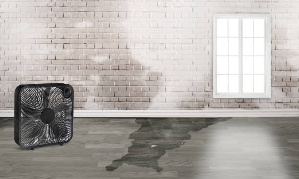 Best Water damage restoration mold remediation  in Clyde, NC